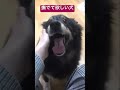 撫でて欲しい雑種犬リリー 犬 雑種犬 雑種犬飼ってると毎日楽しい 雑種