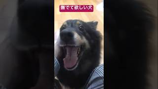 撫でて欲しい雑種犬リリー#犬#雑種犬 #雑種犬飼ってると毎日楽しい #雑種