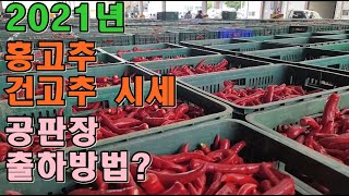 2021년 홍고추시세 건고추가격 서안동고추공판장 다녀왔습니다