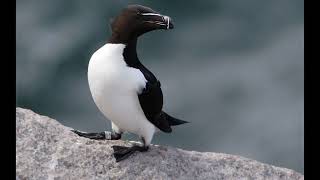 Razorbill 1h bird sound