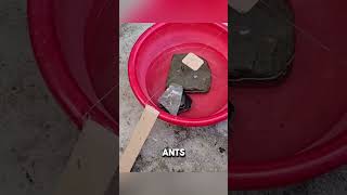 Ants' Amazing Teamwork