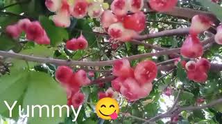 Yummy Chambakka | Rose Apple | Syzygium samarangense | Fruit | Natural Fruit of Kerala