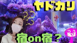 海水魚水槽の不思議❗️ヤドカリの上の宿に生物が宿ってる⁉️my marine aquarium MOAMOAちゃんねる