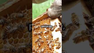 Why Honey Lasts Forever: The Sweet Truth!🤔🤤🤤#new #viral #trendingshorts