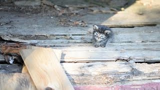 生きているのが奇跡！体重わずか150ｇの未熟児の子猫を保護。子猫は脱水症状に陥り、とても危険な状態で・・・。【nekoの部屋】