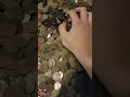 many pennies