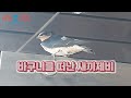 제비를 구해 주었더니 놀라운 일이 일어 났어요 rescue a swallow