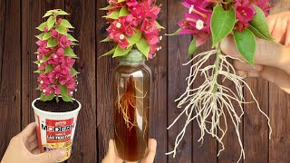 Just coffee! Bougainvillea branches grow roots like crazy overnight and bloom super flowers.