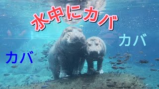 【メキシコ】番外編 サンディエゴ動物園 水中にカバ！！【Mexico】