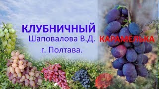 @Виноград 2019  Виноград Клубничный  Отзыв о винограде