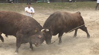 20年前の震災･復興のシンボル「牛の角突き」高齢･担い手不足…それでも思い受け継ぐ人々【新潟】スーパーJにいがた5月2日OA