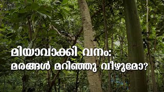 മിയാവാക്കി വനം: മരങ്ങൾ മറിഞ്ഞു വീഴുമോ? | Miyawaki Forests: what are the chances of tree fall