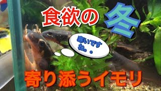 【アクアリウム】イモリ3匹に赤虫あげてみた！食欲旺盛