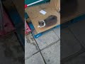 grey fluffy cat lives outside a pet shop