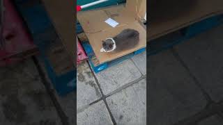 Grey fluffy cat lives outside a pet shop