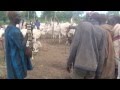 Yirol Cattle Camp Part 1