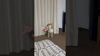 【赤毛の『アン』シリーズ】1度、フェイントを入れる柴犬　#柴犬とん