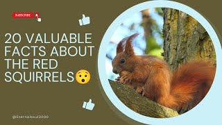 20 Valuable Facts About The Magnificent Red squirrels😯