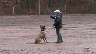 Malinois Domino wird erwachsen