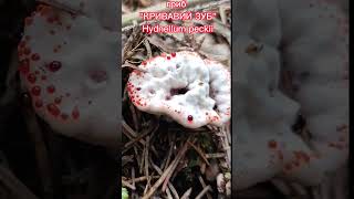 УВАГА!!!СМЕРТЕЛЬНО ОТРУЙНІ 🍄🍄🍄