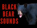 BLACK BEAR ROARING SOUND EFFECT | maktub_ytv