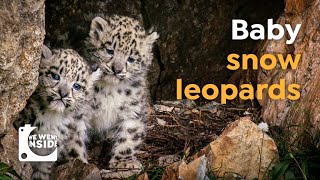 We Went Inside a Snow Leopard Den I Cute Cubs in the Himalayas