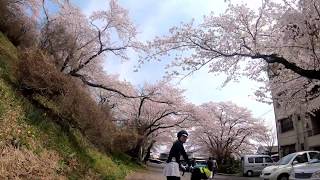 栃木市錦着山公園の桜2019