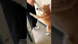 柴犬福 姉を盛大にお出迎えする柴犬🤣ready to welcome🤣#shorts #柴犬 #tiktok #shibainu #funny #meme #댕댕이 #dog #かわいい犬