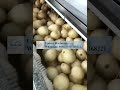 Potato peeler, free your hands, technology changes life #peeling machine #potato peeler #how to peel