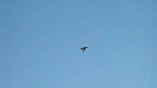 great skua attack, unst