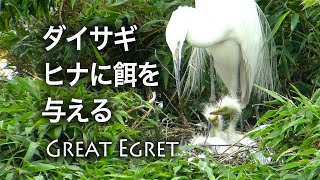 【野鳥動画】ダイサギの給餌シーン / Eastern great egret