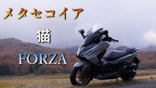 【フォルツァ】メタセコイア　猫　FORZA【スクーターツーリング】