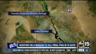 Up to 1,000 feral swine to be eradicated in Arizona