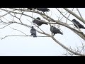 ♪鳥くん野鳥動画（鹿児島県出水）コクマルガラス集会20181209jo6a5038