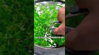 这是一种无敌的水草，你越修剪它越长得快，古法养鱼就选它#水草 #鱼缸里的大自然 #生态缸 #鱼缸造景 #养鱼日记