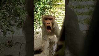 bandar | monkey | bandar ka hamla | monkey attack | angry monky | gusse wala bandar