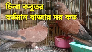 Original Chila Pigeon  High Flying Pigeon In Bangladesh  Racing Pigeons