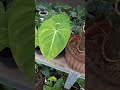 tanaman philodendron gloriosum yang mudah perawatan nya.