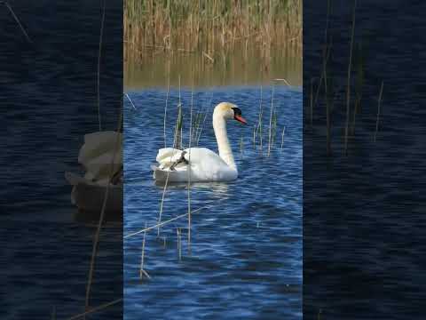 Paugurknābja Gulbis / Mute Swan / Cygnus Olor #daba #Latvijasdaba # ...