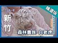 台灣第一等【動物萌主狐猴/近距離餵食猛獸/森林貴族白老虎】新竹 _精選版