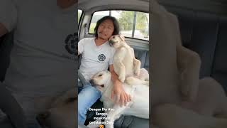 Menikmati Perjalanan dengan seekor anjing yang lucu😂😂❤️