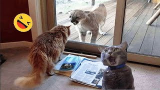 New Funny Animals 😅 Funniest Dogs And Cats Videos 2023🐶😺 #5
