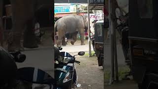 കൂറ്റനാട് വിഷ്ണു elephent