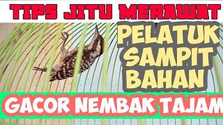 TIPS MERAWAT BURUNG PELATUK SAMPIT AGAR CEPAT GACOR