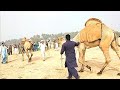 Camels competition 2021 arrange by mazari group | hum saraiki