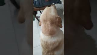 Cash babu enjoying by eating garelu with his dad #labradorretreiver #trending#doglover#lablove