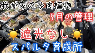 [多肉植物]我が家の多肉の日差し管理！遮光無しの葉焼け上等スパルタ育成！