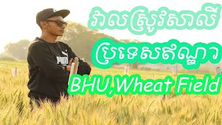 india wheat field -វាលស្រូវសាលីនៅប្រទេសឥណ្ឌា