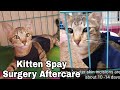 Cat Spayed Surgery Aftercare - Things You Should Do - CatsLifePH