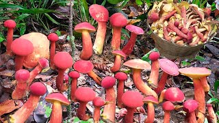 🍄เก็บเห็ดผึ้งแดงขาลายสวนป่าคลองท่อมมีแต่ดอกสวยๆล้นตะกร้า🍄11/6/2566🍄